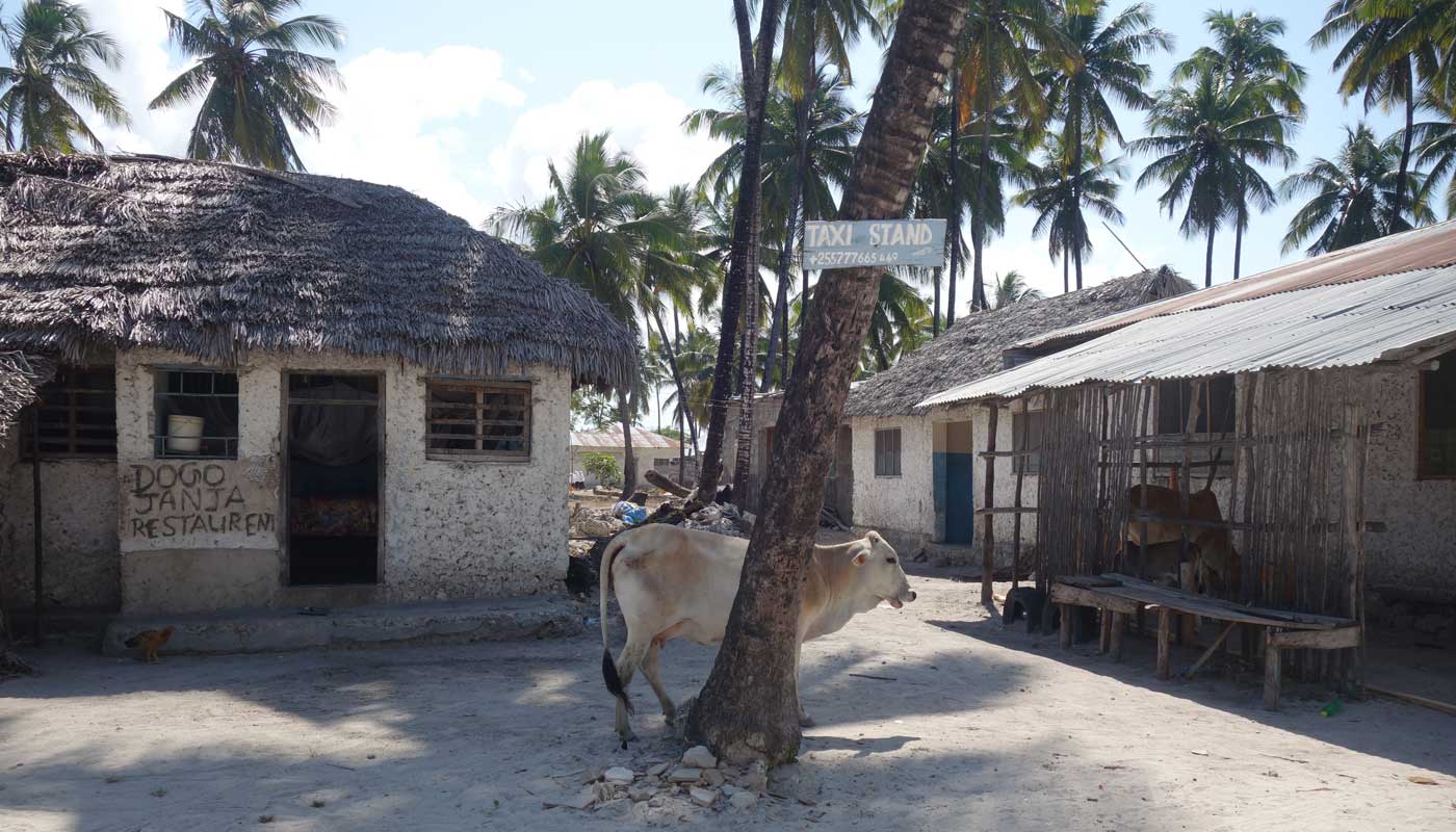 Zanzibar Experts Vache à côté d'un cocotier dans un village local